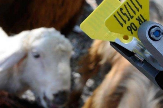 Hayvan sahiplerine aşı ve küpe ücretlerinde önemli ayar…