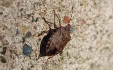 Fındık Üreticisine Müjde: Kokarcaya Karşı Yeni Yöntem