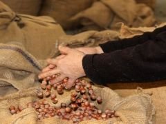Fındıkta Alarm: Üretici Destek Bekliyor