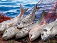 Karadeniz’in 18 İlinden 22 Ülkeye Satış Yapıldı: İlk 3 Ayda 85 Milyon Dolar Rakamlarına Ulaştı