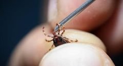 Giresun’da “Kene” Alarmı!