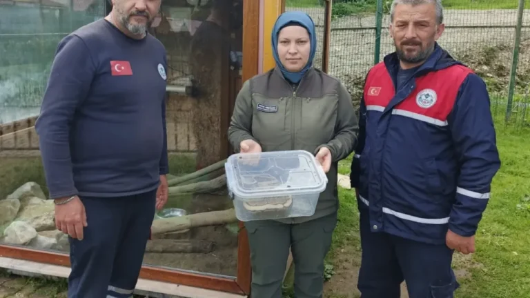 Ordu’da bir evde bulunan piton Giresun’da koruma altına alındı